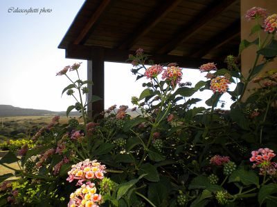 LOCATION ARANCIO