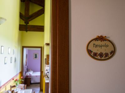 Nespolo