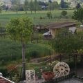 Glicine (2)