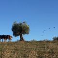 Vittoria (6)