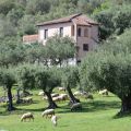 ROMANTICA (1)