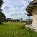 Murta (1)