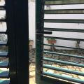 Lentisco (1)