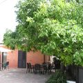 Prunus (1)