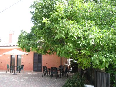 Prunus