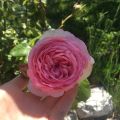 La rosa (5)