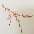 I Fiori di Pesco (5)