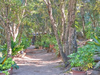 Case tra gli alberi