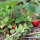 preview image4 esterno