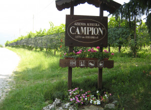 image4 Campion 