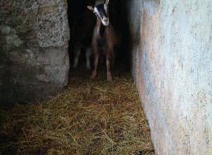 image15 Agribosco 