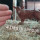 preview image6 animali