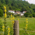 Goccia D’Oro Ranch