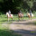 preview image10 maneggio