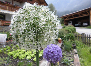 image13 Bacherhof