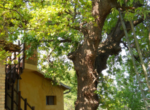 image23 Via Del Campo