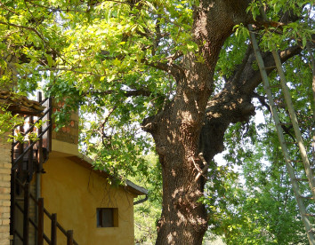 Via Del Campo