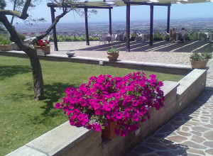 image1 La Vite E Gli Ulivi