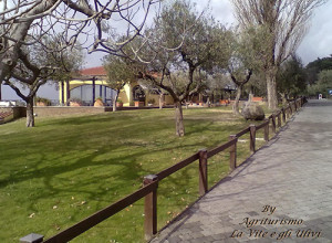 image11 La Vite E Gli Ulivi