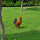 preview image3 giardino
