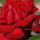 preview image2 giardino
