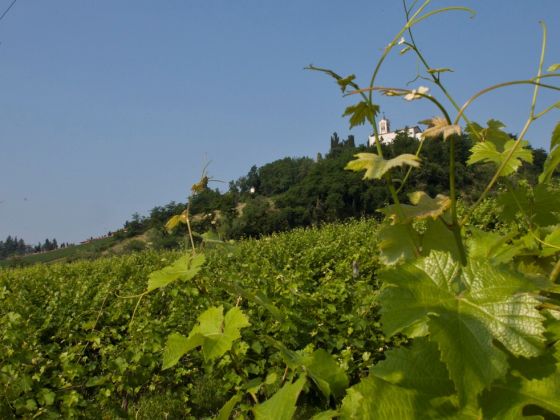 Fattoria Quercia - foto 12