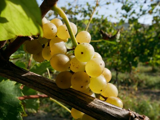 Fattoria Quercia - foto 7