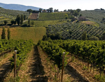 tenuta stella