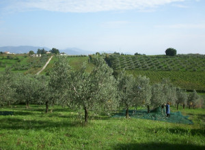 image7 Vigna Luisa