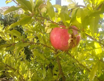 e agricampeggio le cicale