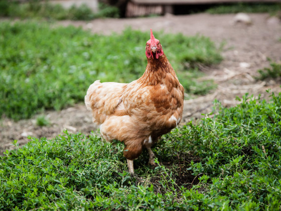 Merlhof  foto animali 29