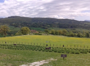 image0 La Pietraia