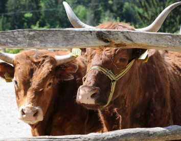 ranch dei lupi