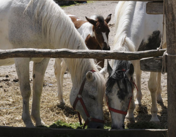 ranch dei lupi