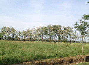 image3 Cascina Buona Speranza 