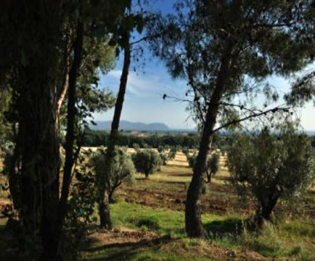 Ferienbauernhof San Gregorio - San Vincenzo