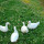 preview image9 animali