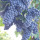 preview image2 produzione