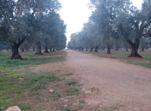 image8 Tenuta Del Morige