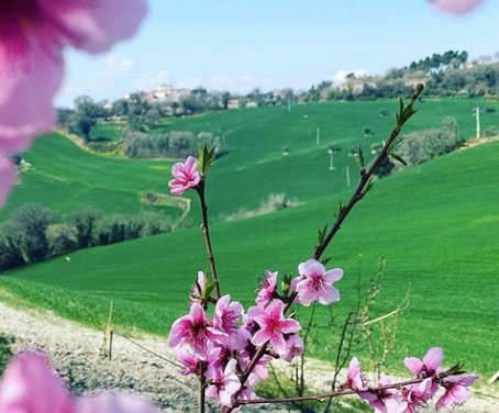 Casa-rural Al Mandorlo - Serrungarina