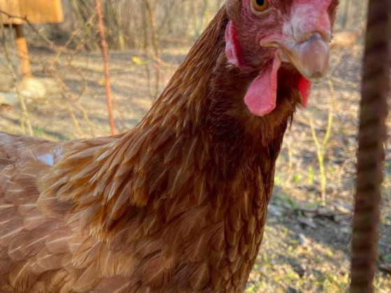 Naturin  foto esterno 34