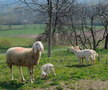 Naturin  - Piemonte