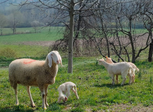 Naturin  - Lernbauernhöfe