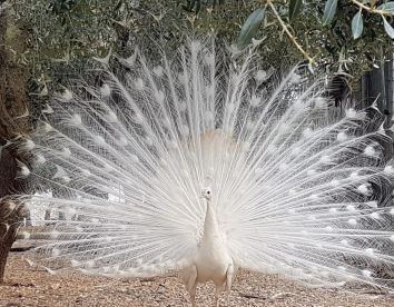 Educational Farm - La Fattoria, Otranto