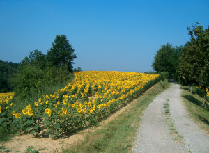 image17 Il Poggio Alle Ville