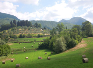 image8 Il Poggio Alle Ville