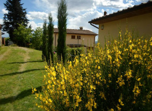 image18 I 3 Cipressi