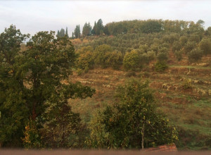 image9 I 3 Cipressi