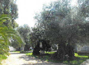 image21 Masseria La Grave
