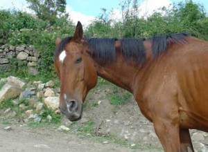 image10 Della Barcareccia